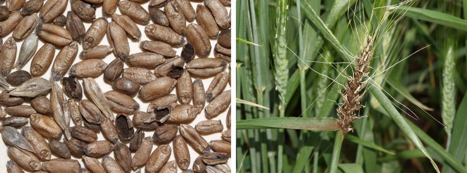 发臭的黑穗病(左)和冬小麦的散黑穗病