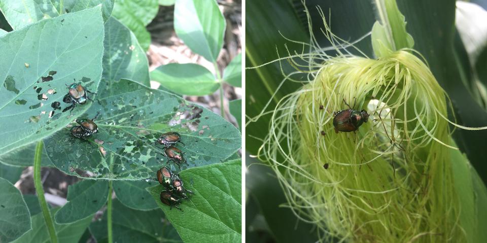图1所示。日本甲虫会先吃大豆(左)或玉米的叶子。在玉米中，当它们变得可用时，它们会转移到蚕丝(右)。(图片来源:Justin McMechan)