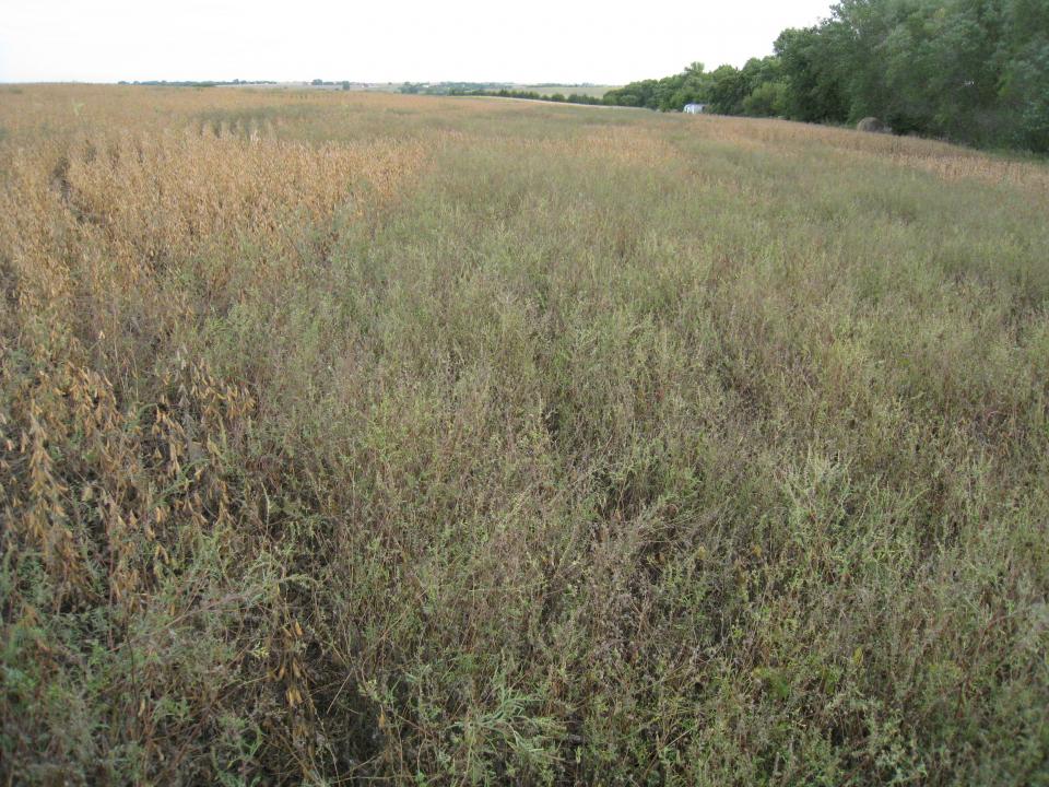 图1.赛季之久的抗草甘膦的斯附近的大豆田里豚草竞争。