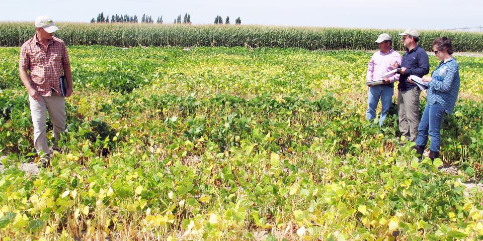 图1。研究人员参观了潘汉德尔研究和推广中心的多个干豆品种地块，以确定内布拉斯加州和其他地方种植的品种的有利性状。(David Ostdiek摄)