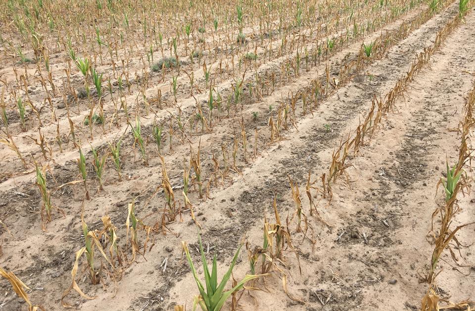图1。在2017年的早期季节，由于干旱条件，早期种植的玉米被烧毁了。(图片来源:Strahinja Stepanovic)