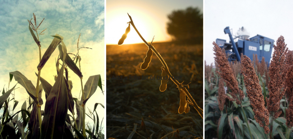 玉米、大豆和高粱植物收获时的合成照片