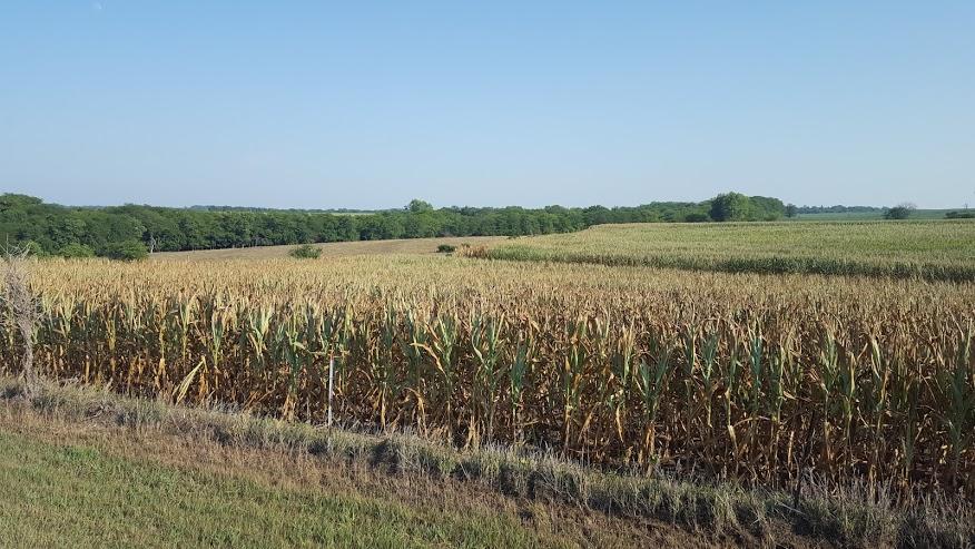 玉米田被干旱破坏了