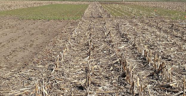 图1。在Clay中心附近的中南农业实验室，一个玉米秸秆和覆盖作物试验的四种处理方法的视图。左上角是去除60%玉米残渣的谷物黑麦;右上是玉米残渣谷物。左下是去除60%玉米残渣的无谷物黑麦;右下为玉米秸秆和无覆盖作物(对照)。