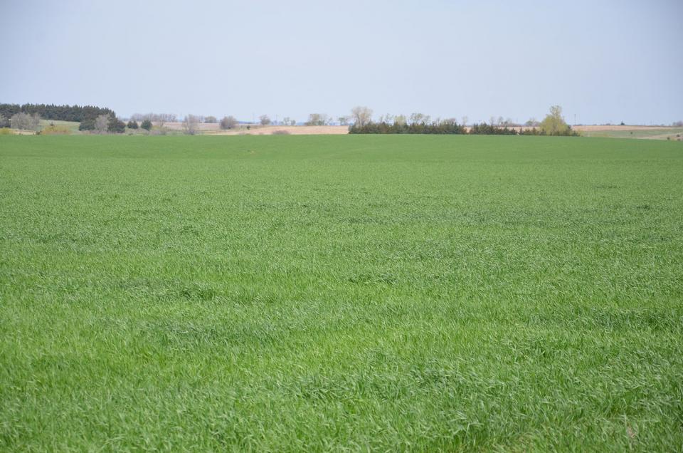 这是内布拉斯加州生长季节早期典型的麦田。
