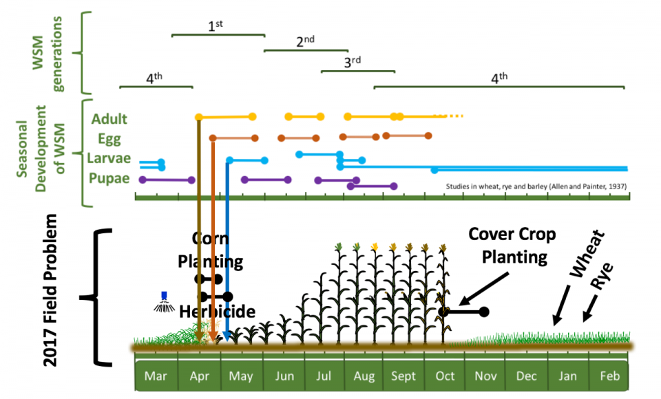 图1。小麦茎蛆的季节生态学(Allen 1933)覆盖在2017年的田间问题上。箭头表示可能的感染源开始于春季的成虫运动。