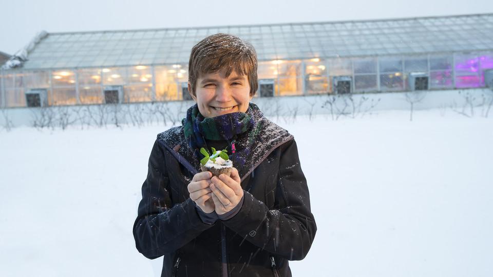 Rebecca Roston，生物化学助理教授，在Beadle Hall温室外拿着一株豌豆。罗斯顿最近获得了美国国家科学基金会职业奖，他正在研究30多种植物对冰冻的反应。(摄影:克雷格·钱德勒)