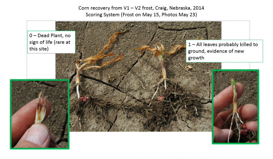 图片说明用于评估幼苗玉米冻结冻害的评级系统中的两点。这些显示玉米从2014年在克雷格附近的V1-V2增长阶段的霜冻回收