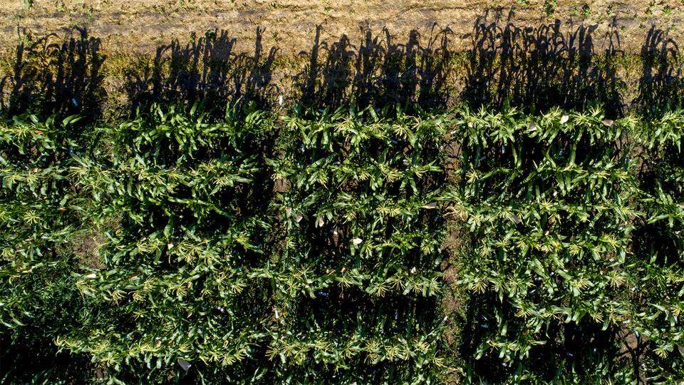 内布拉斯加大学林肯分校东校区的玉米种植。新的内布拉斯加州研究通过分析了1950年至2015年的产量来量化了九所美国作物之间的灌溉的好处。（通过Craig Chandler /大学沟通拍摄）