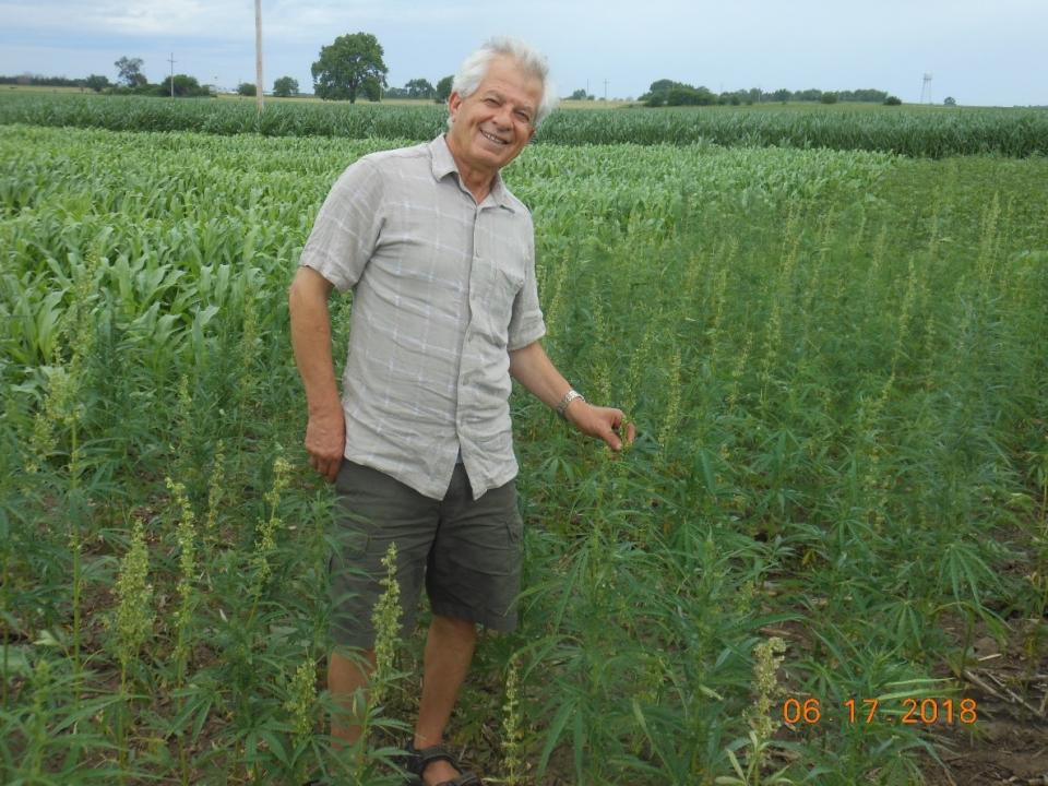 Ismail Dweikat，内布拉斯加州 - 林肯大学农学与园艺教授，一直研究了最后两种作物季节的小块大麻生产。