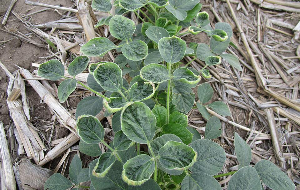微量滴虫农药对大豆的危害。
