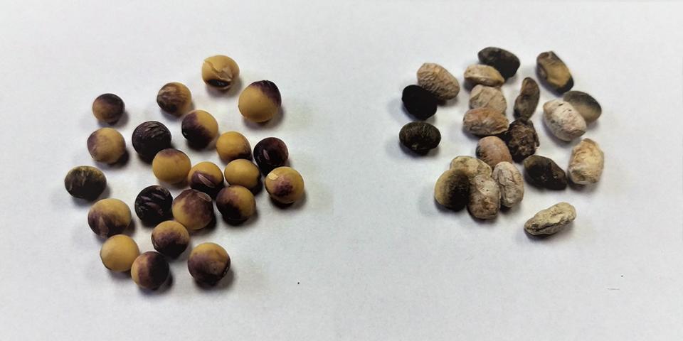 黄豆与紫色种子染色(左)和黄豆显示迹象的种子腐烂，由于变色病的综合体。(Jenny Rees摄)