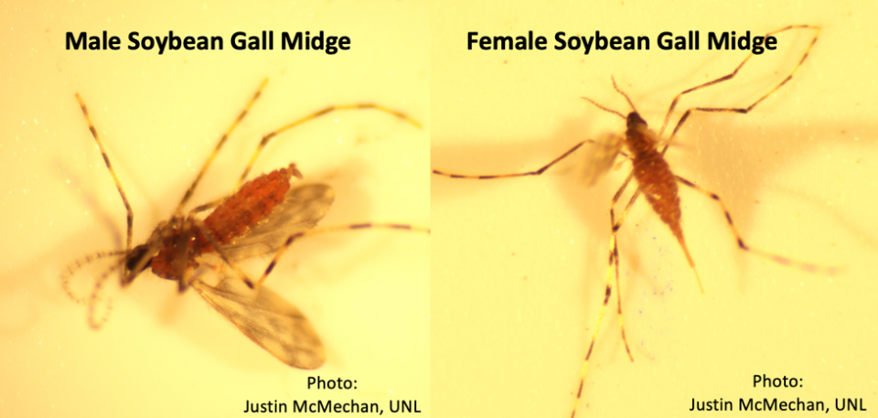 图1所示。雄性大豆瘿蚊(左)和雌性大豆瘿蚊(右)。雌性有尖腹部，因为它的产卵器，而雄性在腹部的末端有一个紧握的器官。雄性对今年的大豆作物没有威胁。