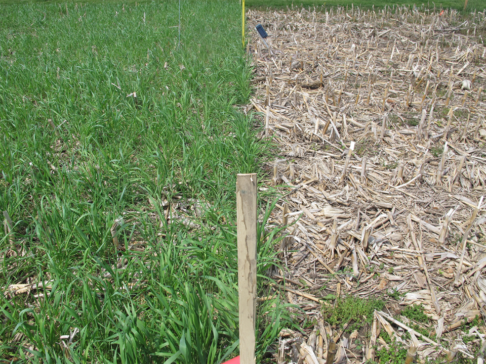 图1。2019年5月13日，在米德附近的大学东内布拉斯加州研究和推广中心(ENREC)的一个研究地块。整块地都覆盖着免耕玉米残渣。西半部也覆盖着11月17日种植的谷物黑麦覆盖作物。每一半记录了2英寸深的土壤温度，但本质上是相同的，所以在本报告中是平均的。