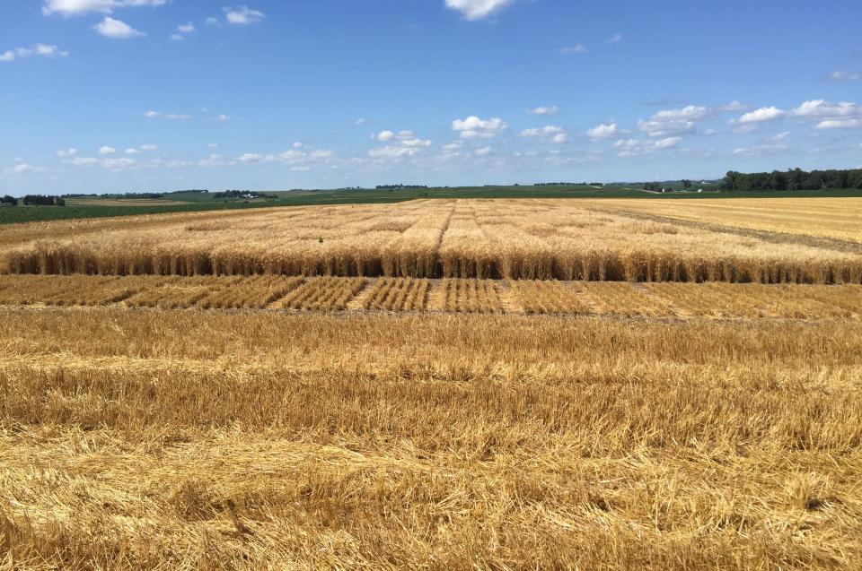 华盛顿县冬小麦品种试验