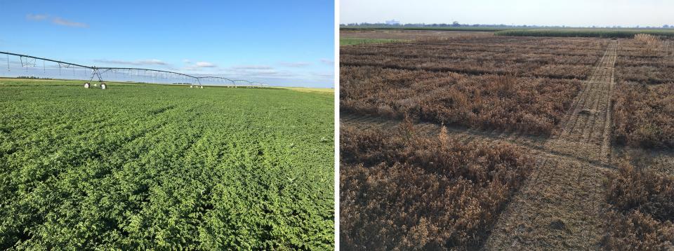2019年，格兰特的灌溉鹰嘴豆研究(左)和收获灌溉鹰嘴豆地。