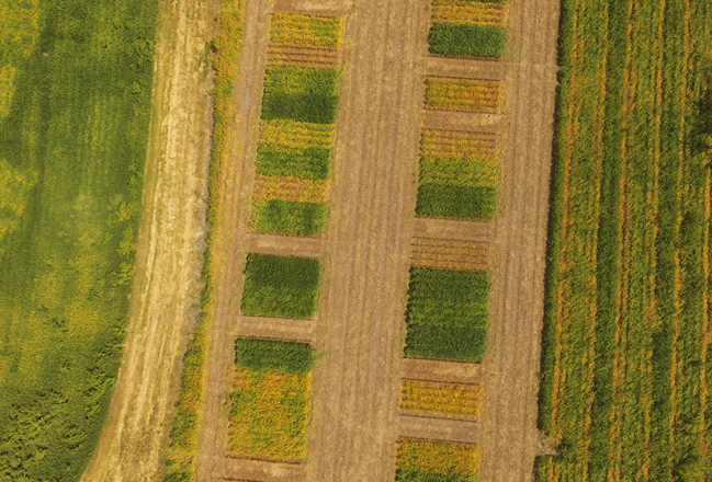 图1。2017-2018年，在林肯附近的UNL Havelock研究农场进行了覆盖作物试验，以发现几种做法对冬季和夏季一年生杂草管理的影响。