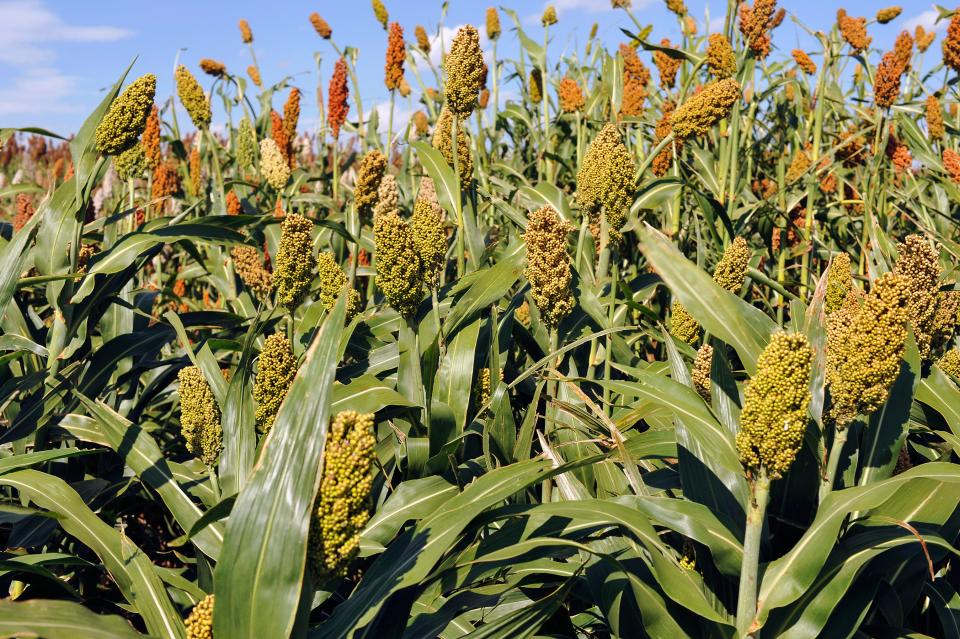 农业研究所的科学家在高粱中发现了可以使作物产量翻倍的基因。(图片来源:Robert Klein, USDA ARS)