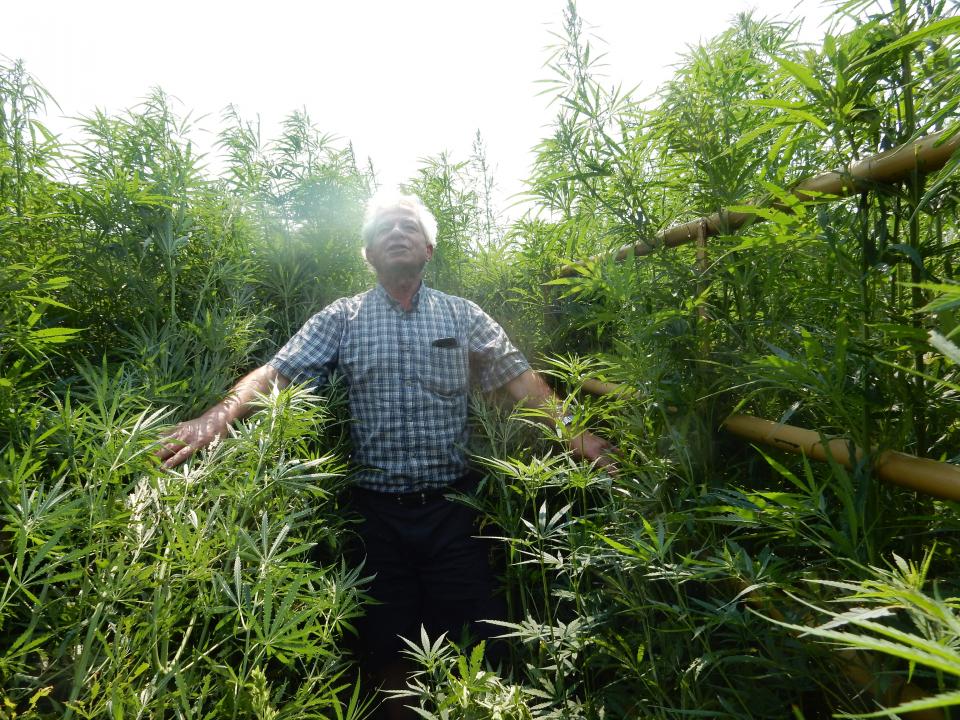 内布拉斯加大学林肯分校(University of Nebraska-Lincoln)的农学和园艺学教授伊斯梅尔·德韦卡特(Ismail Dweikat)正在研究种植6-7英尺高的大麻植物，这些品种最适合纤维和谷物生产。
