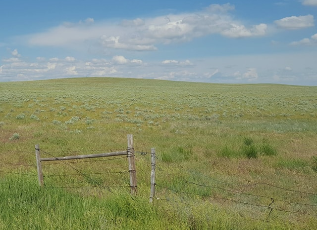 内布拉斯加州高平原草原，含有西麦草等草，有顶饰麦克斯和针和线。