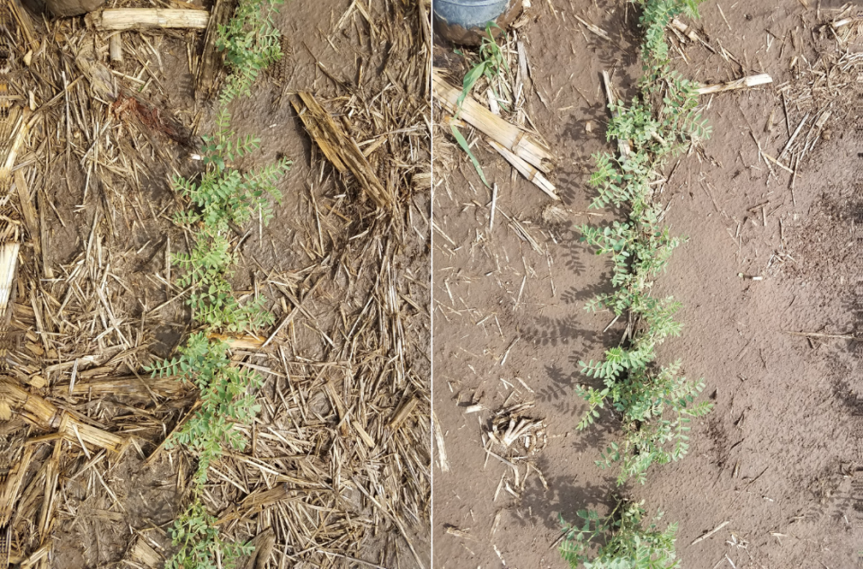 鹰嘴豆的两张照片在田野中，一个在No-Till（L）中生长，并在2018年在赠款时使用耕作（r）