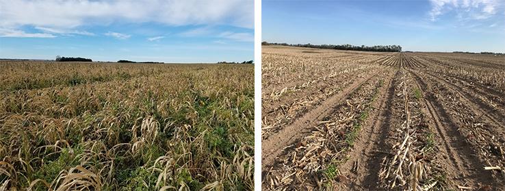 两张照片是作为土壤健康倡议的一部分进行比较的农民田地