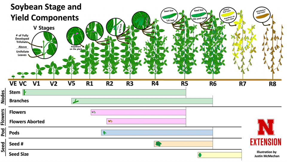 显示大豆产量组成部分及其影响产量的信息图表。