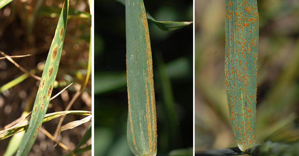 （L-R）小麦叶片黄褐色斑点、条锈病和叶锈病照片（Wegulo）