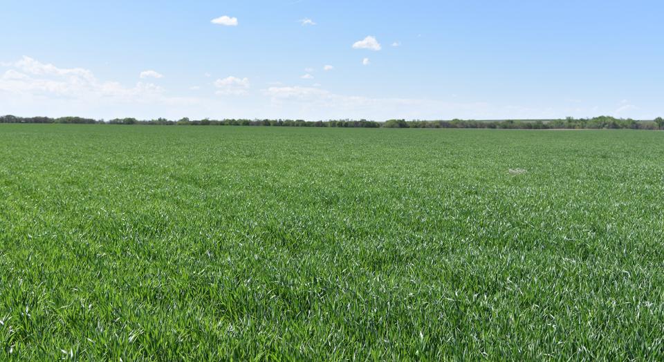 图1.5月14日，红柳县一片健康的麦田。5月13日至16日，在内布拉斯加州东南部、中南部、西南部和南部狭长地带调查的大部分麦田都是这样的。