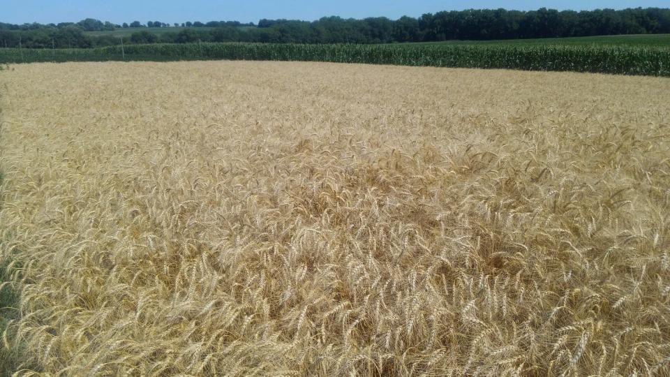 内布拉斯加州东部一片成熟的麦田。
