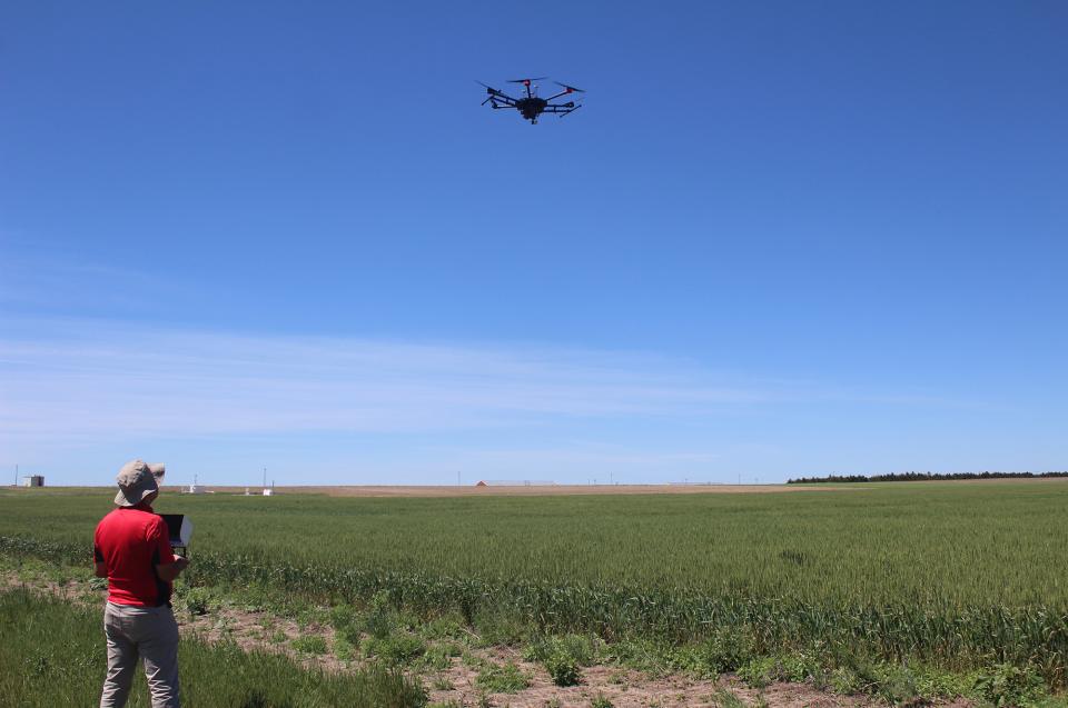 土壤和养分管理专家Bijesh Maharjan驾驶一架装有传感器的无人机(UAV，或无人机)在小麦试验田上空飞行。