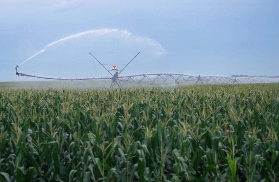 旋转灌溉系统在玉米地里运行