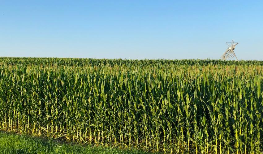 玉米田与中心枢轴灌溉