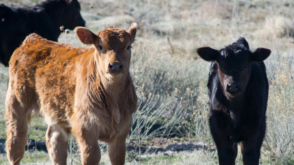 two calves in a pasture