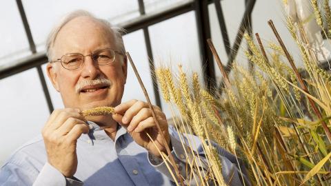 斯蒂芬巴扎格，内布拉斯加州大学农学教学和园艺教授将领导三年，975,000美元的研究项目，专注于杂交小麦的发展。（克雷格钱德勒/大学沟通）