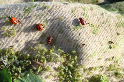 生物防治昆虫和苜蓿蚜虫