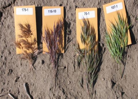Figure 2. Cheatgrass seed heads (or panicles) as they mature. The panicles on the left are shattering, the second on the left is mature but not shattering, the two on the right are immature.