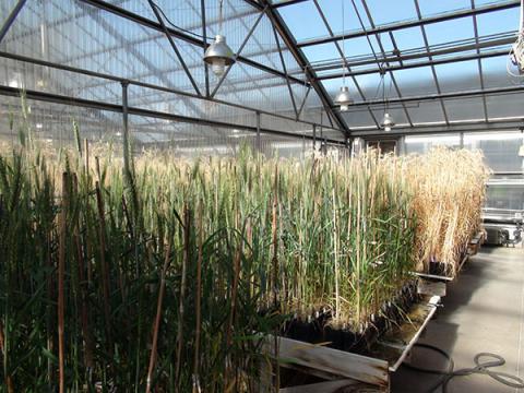 了解有关遗传和植物育种的更多信息，例如由内布拉斯加州大学的农学院，在为非植物育种者设计的10周的在线夏季课程中。