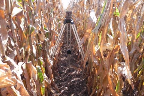 田间摄像机用于捕捉玉米在一个季节中的生长情况