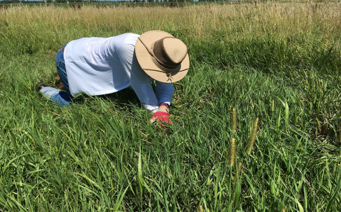萨拉·莫顿正在研究多年生草。