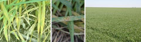 3个麦田的照片:有条锈病、叶锈病和健康的麦田