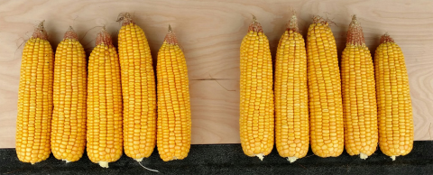 图1。爱荷华州玉米籽粒结实度的变异。(Mark Licht摄)