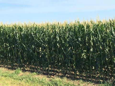 内布拉斯加州萨隆维尔附近的一片玉米地，正在进行早期灌浆。(Agustina Diale摄;拍摄于2016年7月27日。)