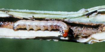 玉米茎秆中成熟的螟虫幼虫