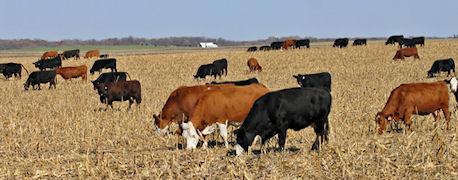 图1。在把牛赶到你的田地之前，检查一下使用的除草剂标签上的放牧限制。
