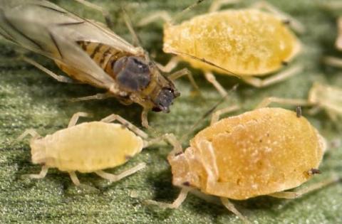 图1所示。甘蔗蚜虫。(图片来源:帕特里克·波特，德克萨斯合作推广组织，Bugwood.org)
