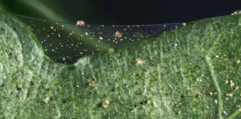 图1。两片叶子和一张蛛网上有两只斑点蜘蛛螨。通常，蜘蛛螨在树叶上几乎察觉不到，但在它们丝状的蛛网上却更明显。(摄影:Jim Kalisch)