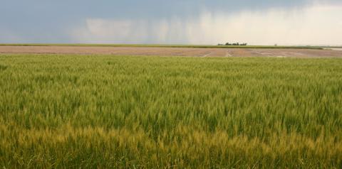 在一个新的小麦品种投入生产之前，通常需要5到10年的研究和测试。(David Ostdiek摄)