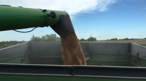 虽然产量很高，但今年内布拉斯加州小麦的蛋白质含量在很多情况下低于正常水平，这可能是由于环境和管理因素。(图片来源:Cody Creech)