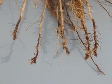 Corn root damage from root-lesion and other nematodes